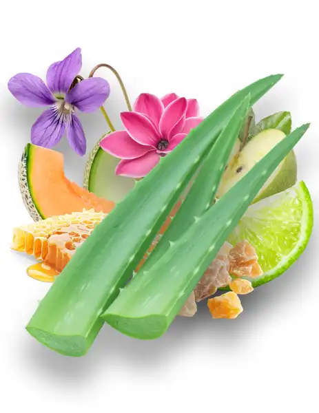 Agave Clean Fragrance - Clean Fragrances